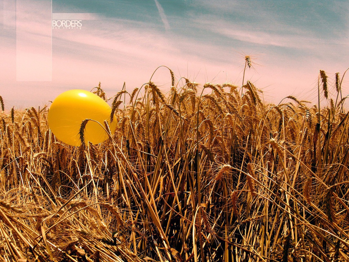 Шарик на пшенице