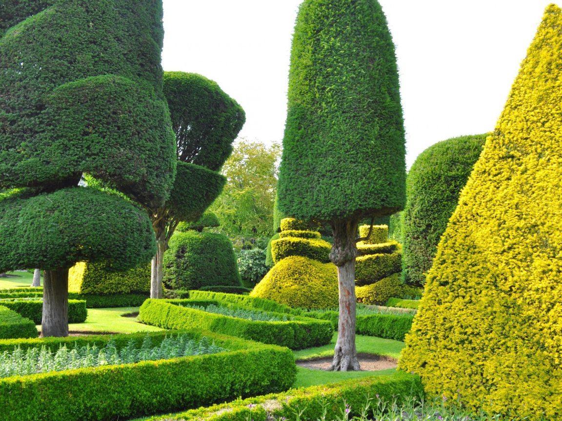 Ровные кроны деревьев