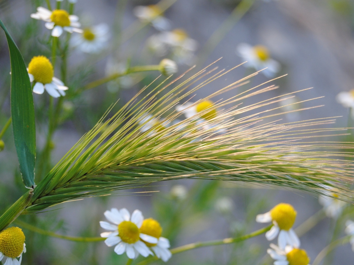 Колос среди ромашек