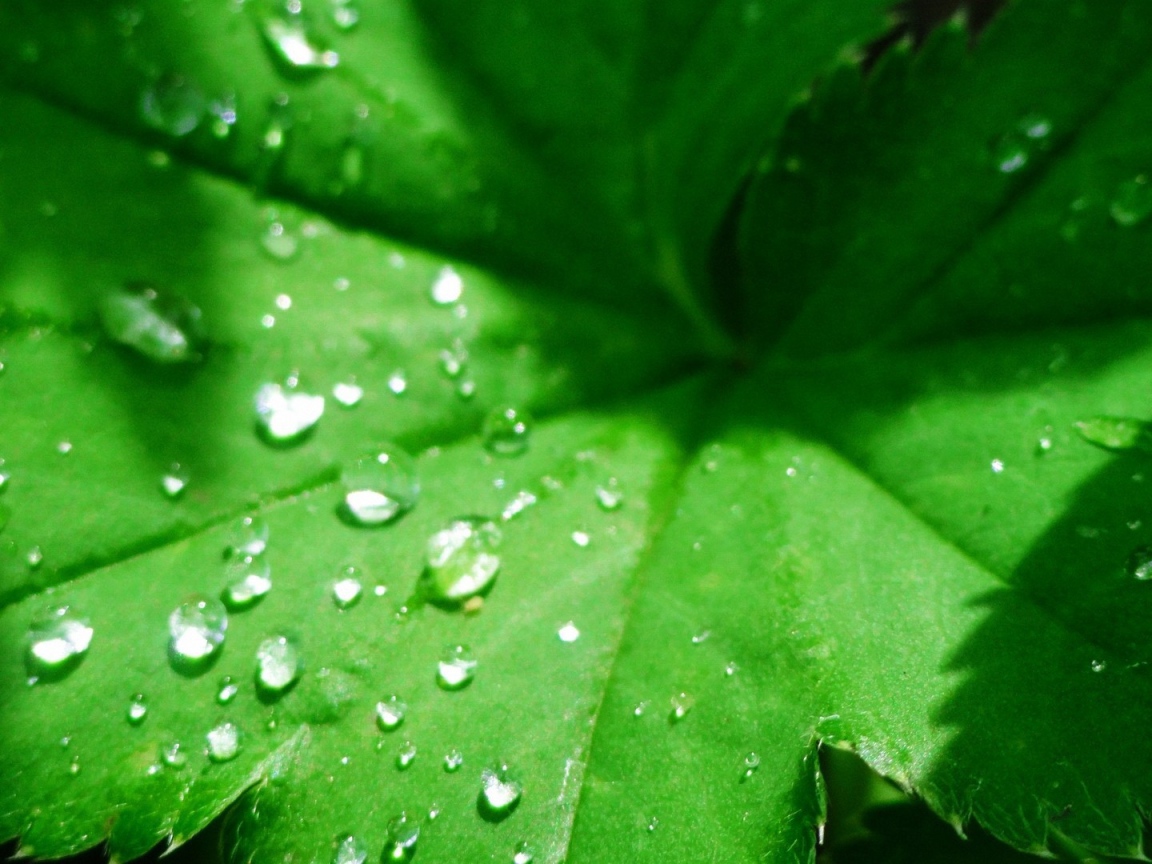 Зеленый листок с капельками воды