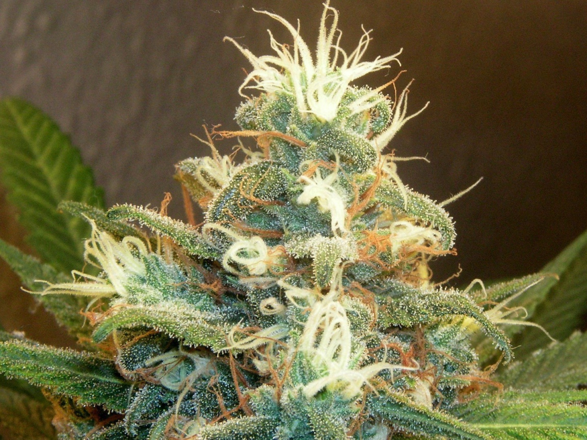 Марихуана почки растений 
