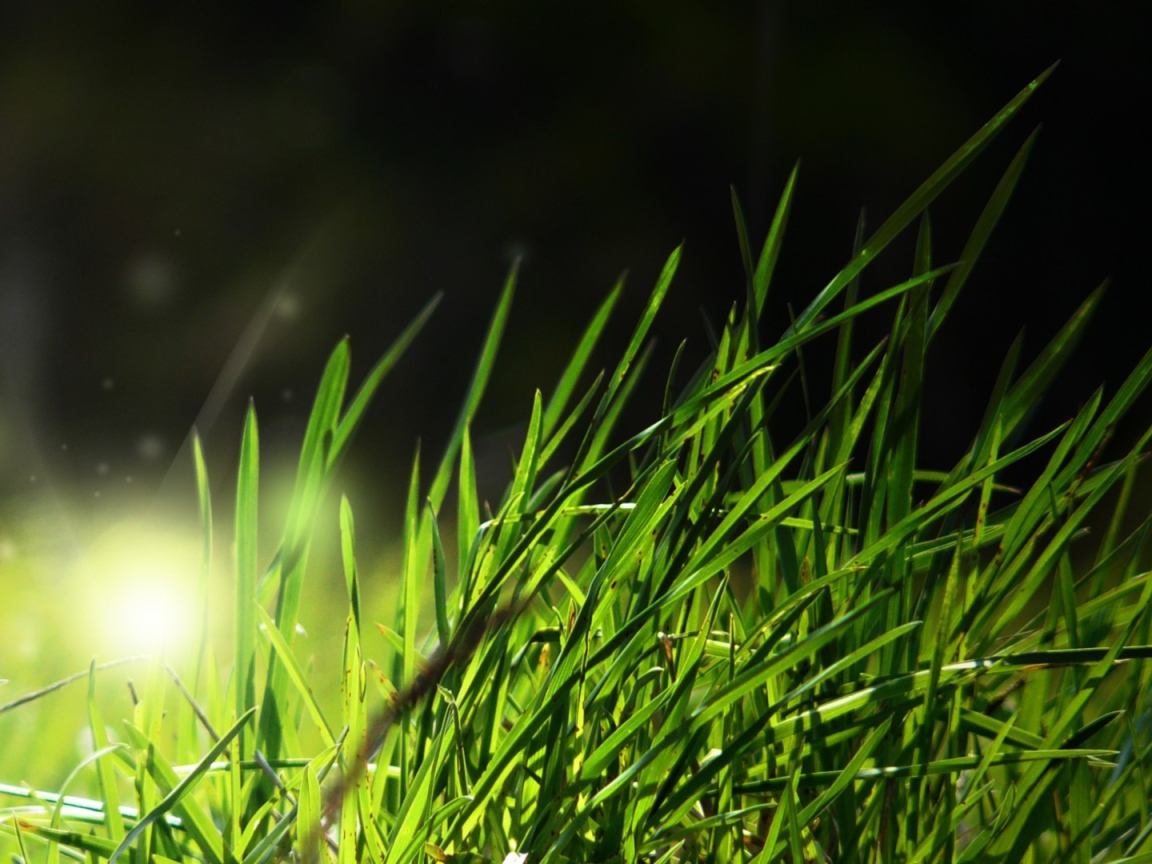 Свет в траве