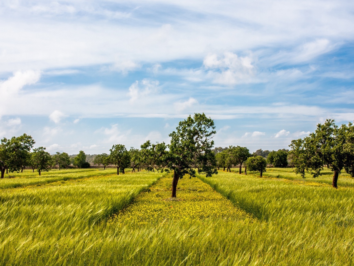 Деревья в фруктовом саду