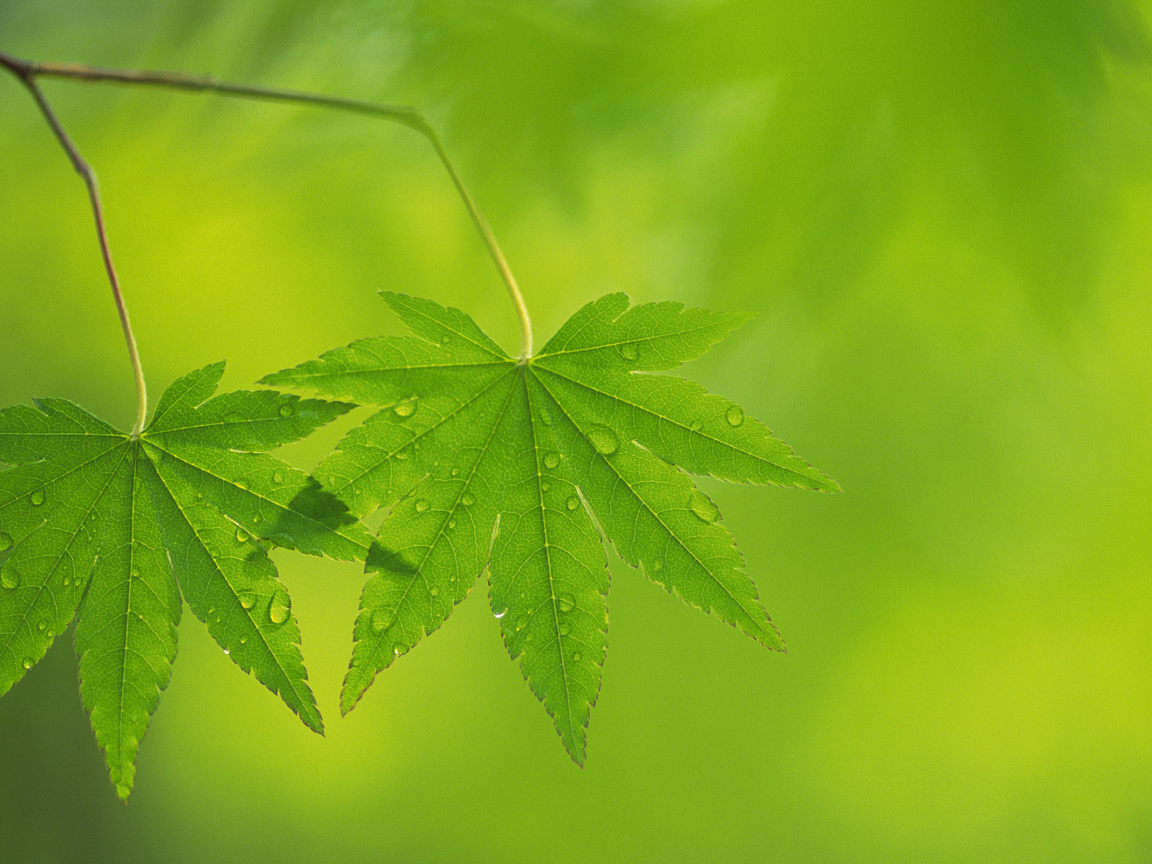 Два листочка