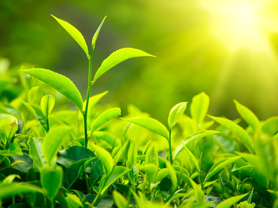 Молодые Чайные листья