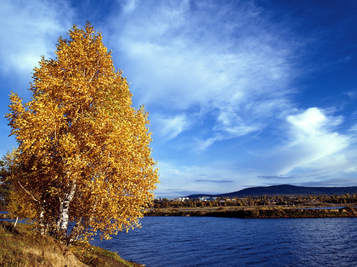 Золотое дерево на обрыве