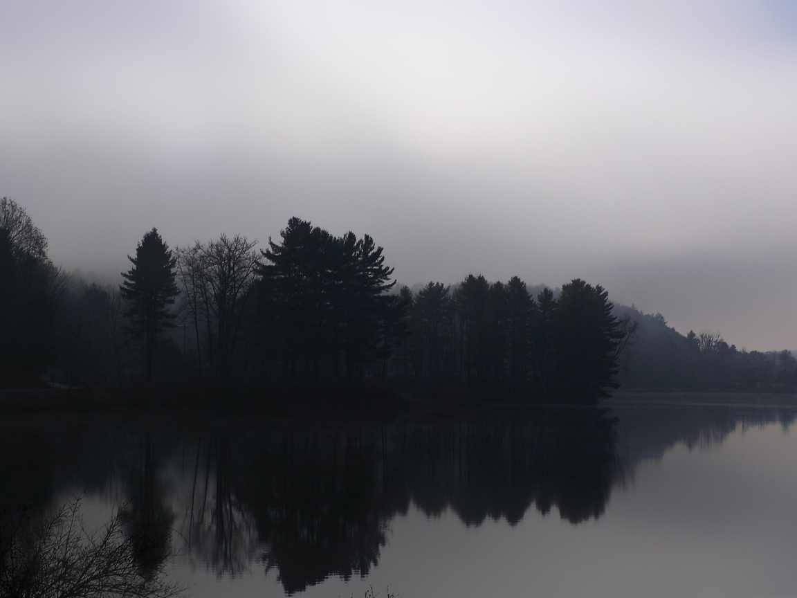 Туманный лес у реки