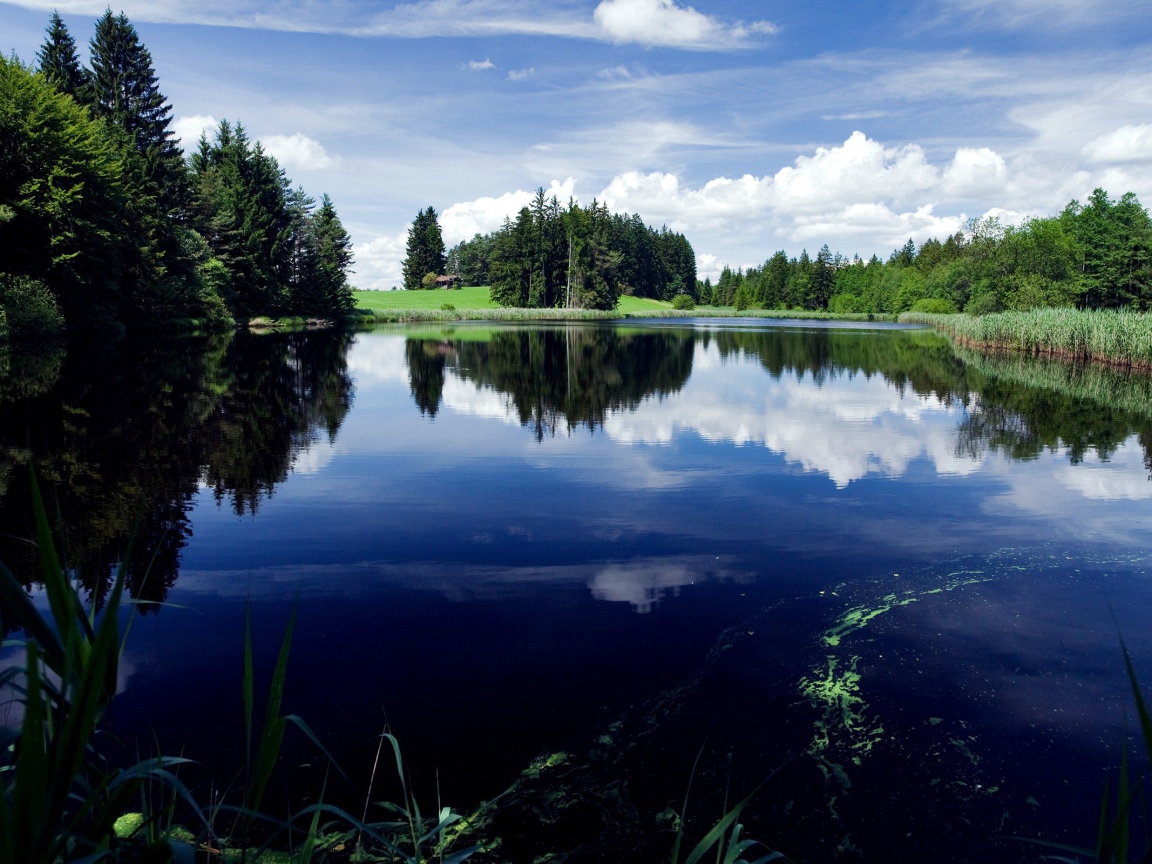 Зеленый лес у озера