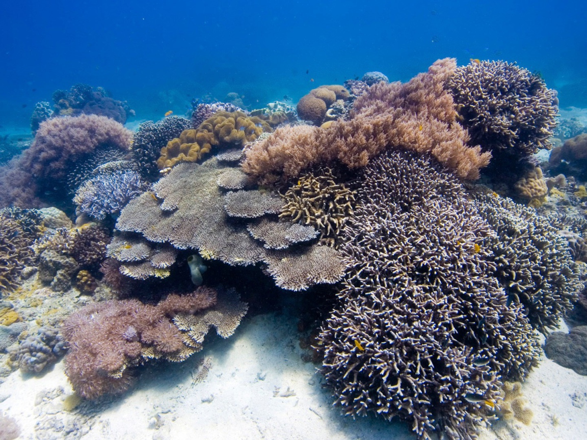 Коралловые полипы на дне моря