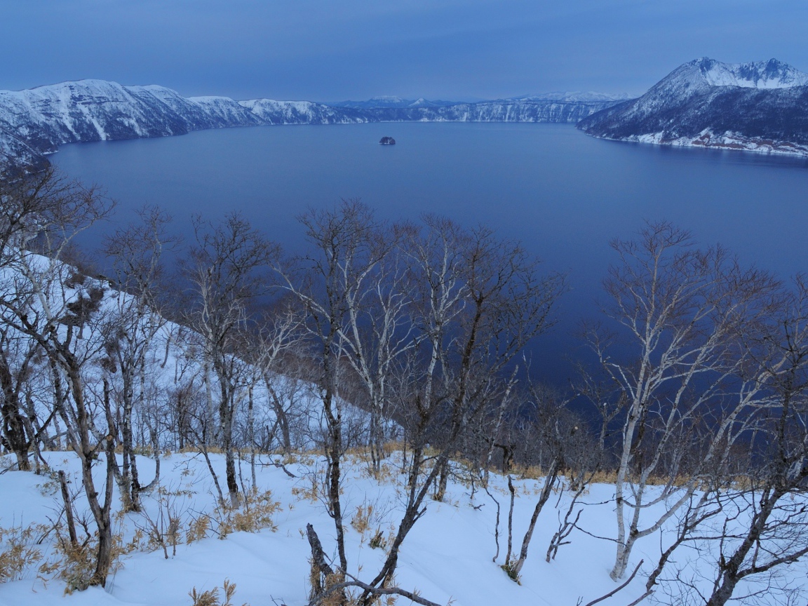 Дерево над морем