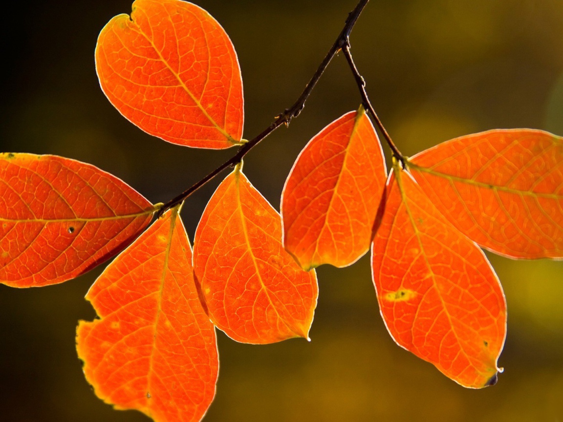 Осенние краски на листьях