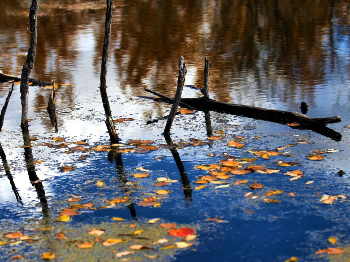 Autumn leaves on the water