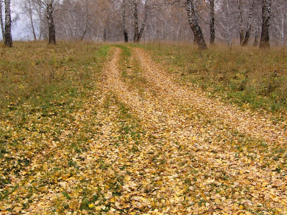 Золотой город заброшенный парк. Украина поле. Старый заброшенный парк. Дерево диджитал арт. Под растрепанными дубами земля была усыпана.