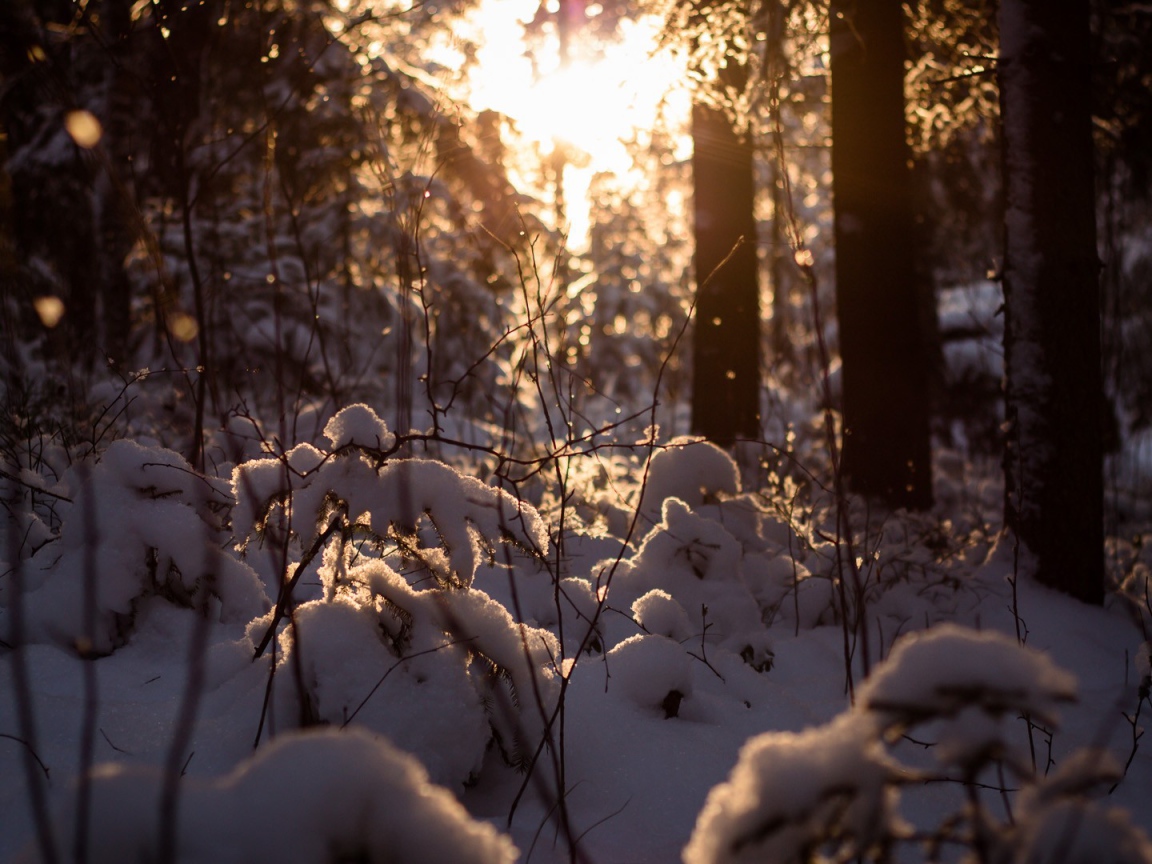Закат в заснеженном лесу