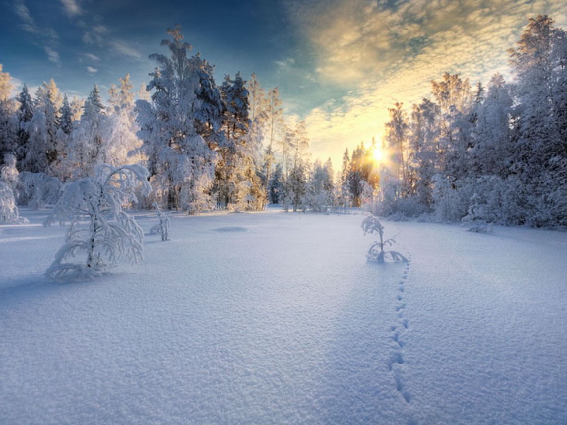 Закат в белом  заснеженном лесу