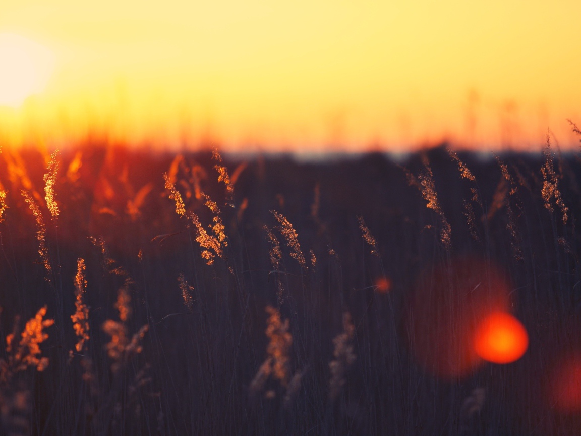 Закат над пшеничным полем