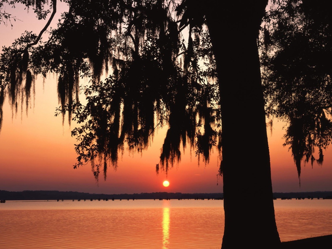 Темное дерево на фоне заката