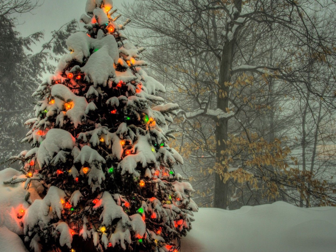 Новогодняя елка в лесу 2014 год