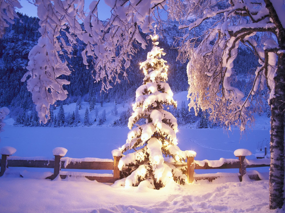 Новогодняя елка под снегом