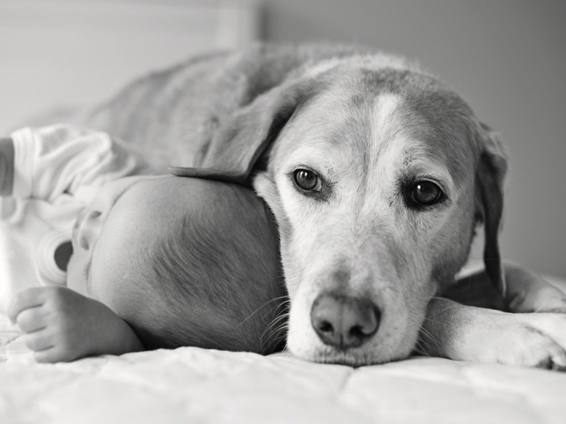 Собака спит с ребенком