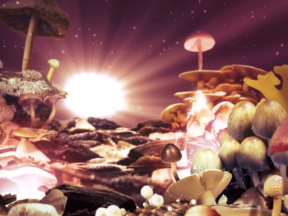 Фантазия из грибов