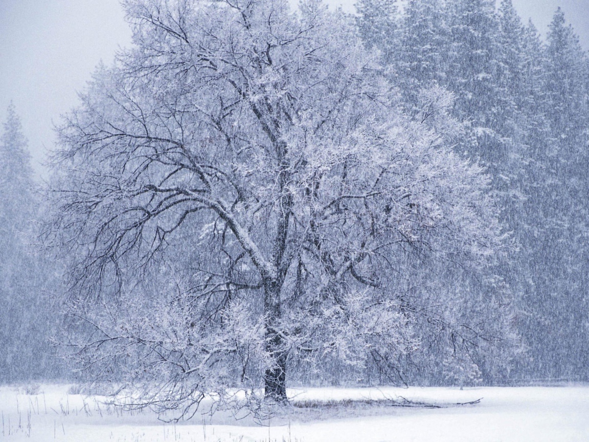 Дерево в снежном плену