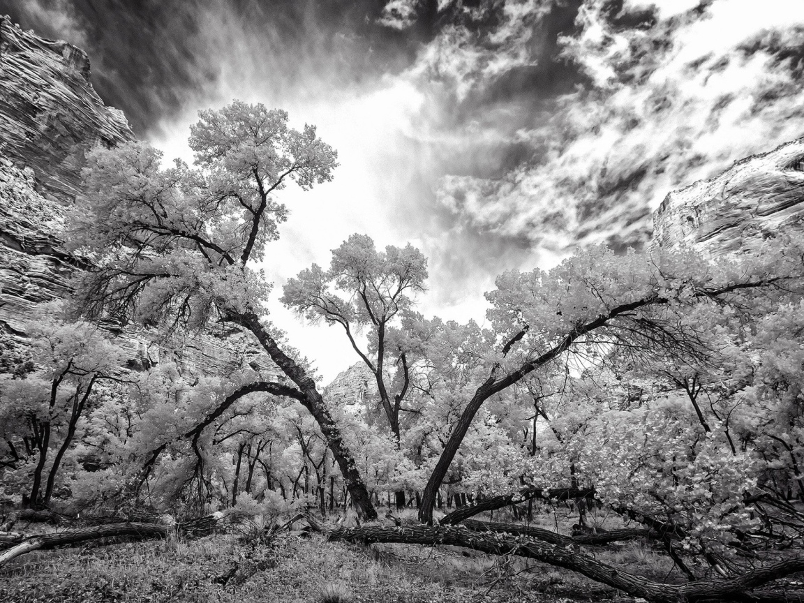 Лес после бури