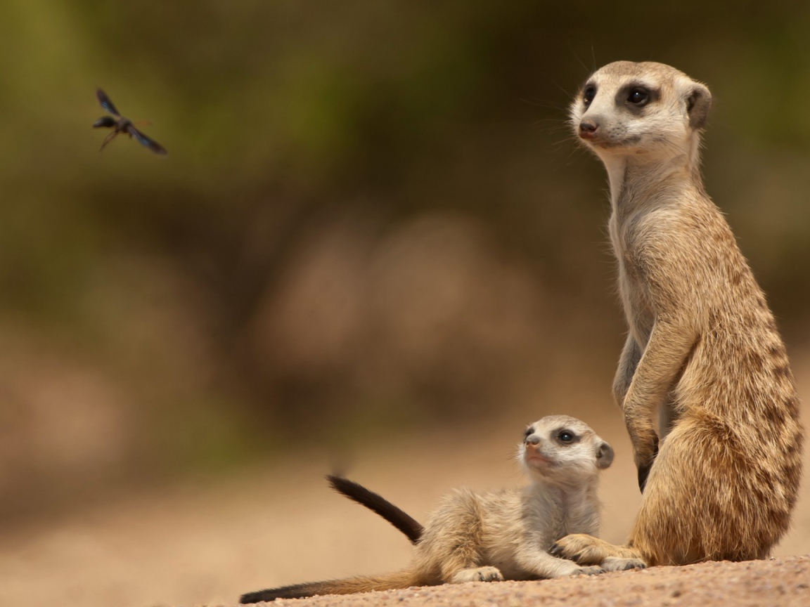 Парочка сурикатов