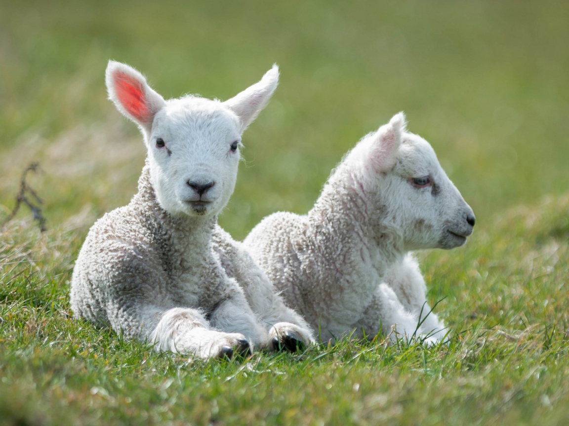 Пара маленьких ягнят