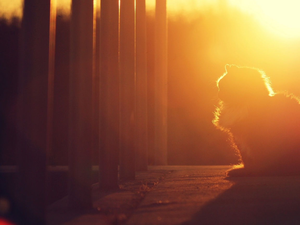 Кошка на закате