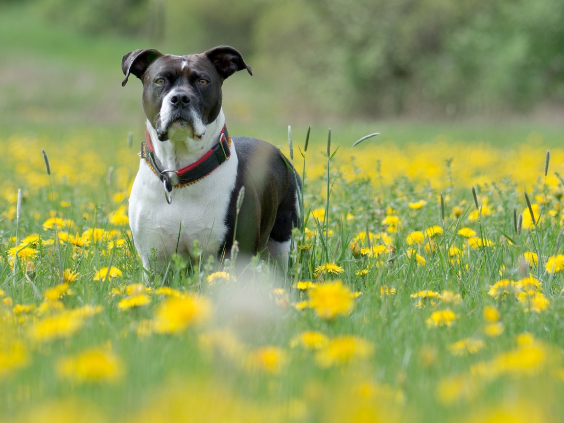 Dog and dandelions
