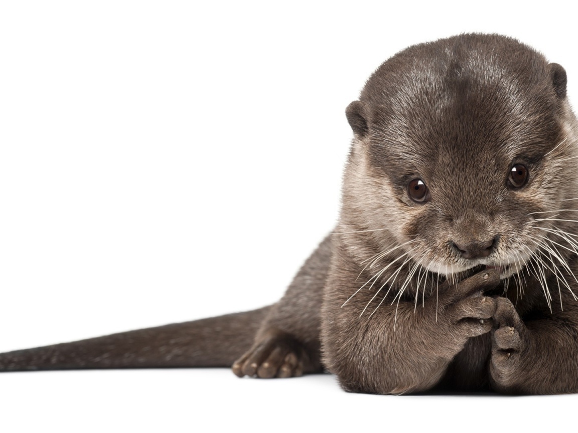 Забавный детеныш