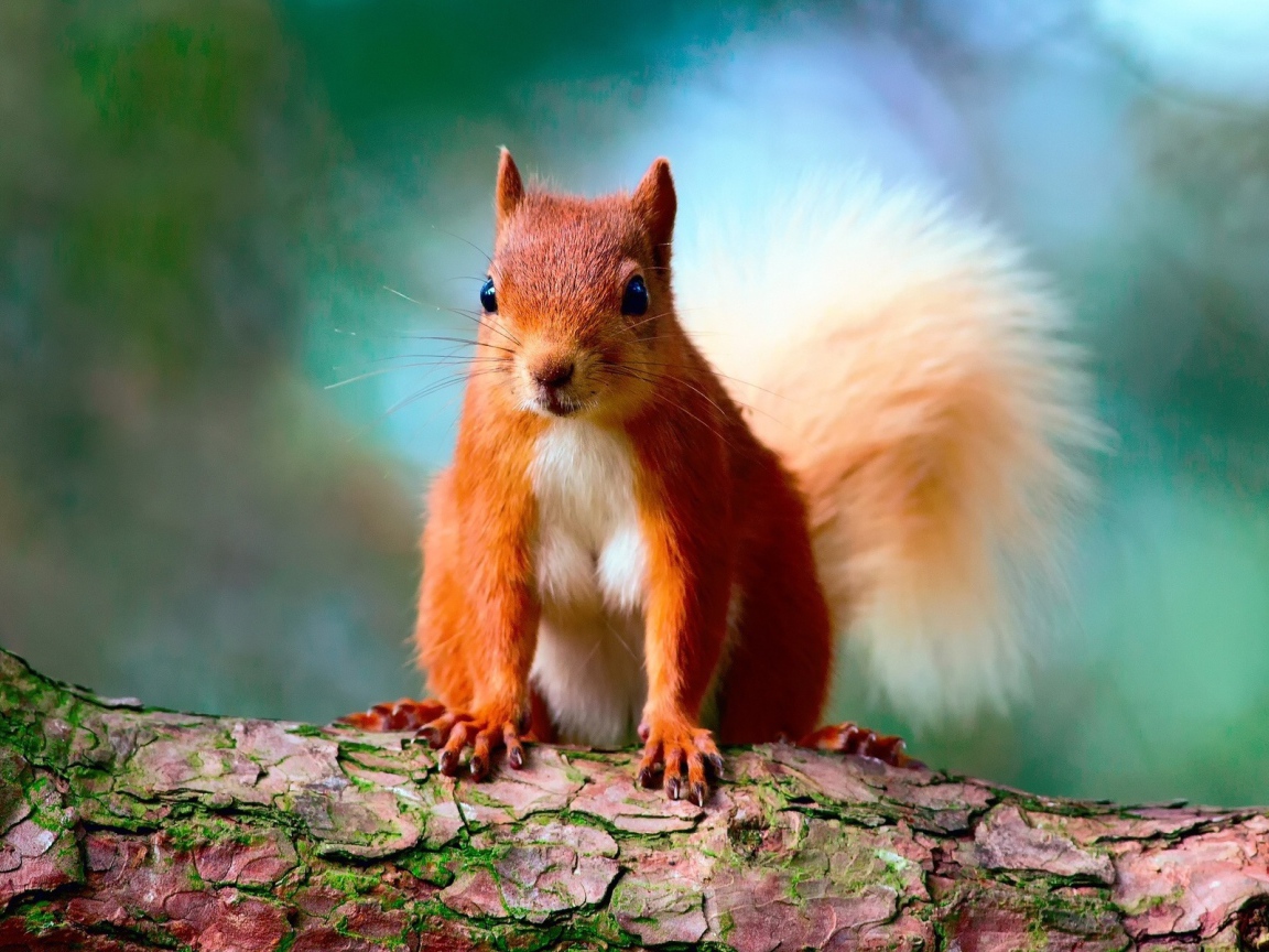 Забавная рыжая белка