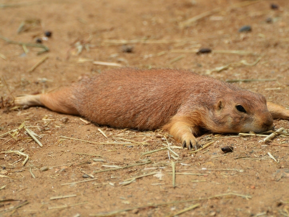 Cуслик отдыхающий