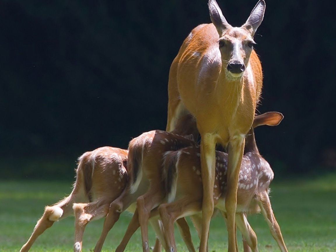 Mалыши косули с мамой