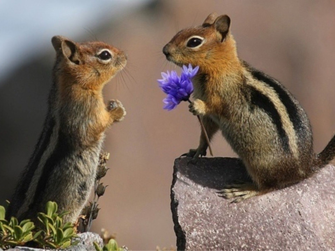 Влюбленные горностаи на камне