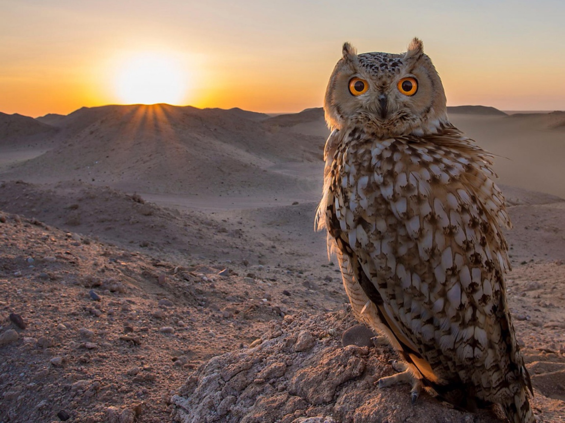 Филин в пустыне