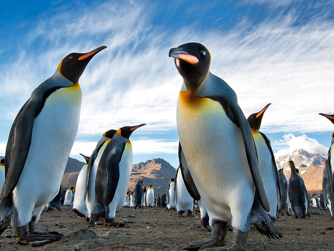 Пингвины в Арктике