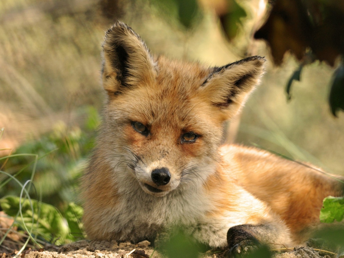 Рыжая лиса