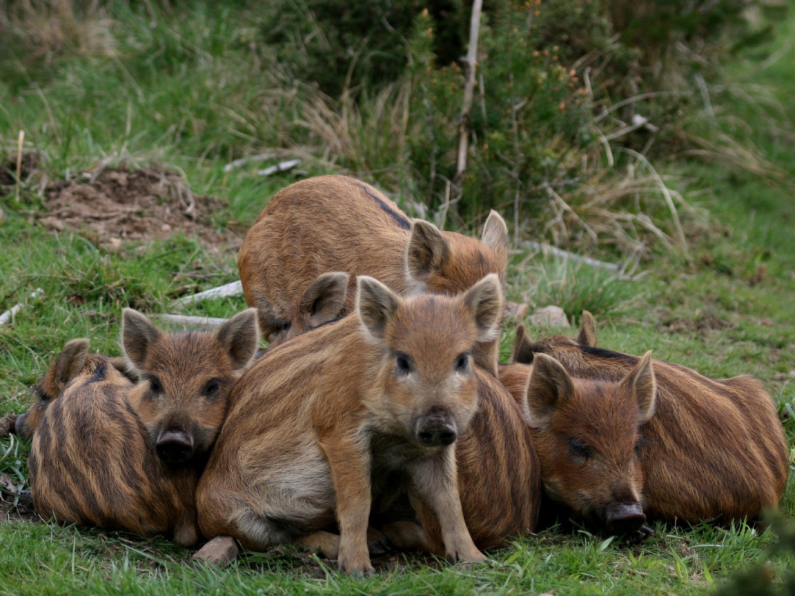 Cемъя животных на траве