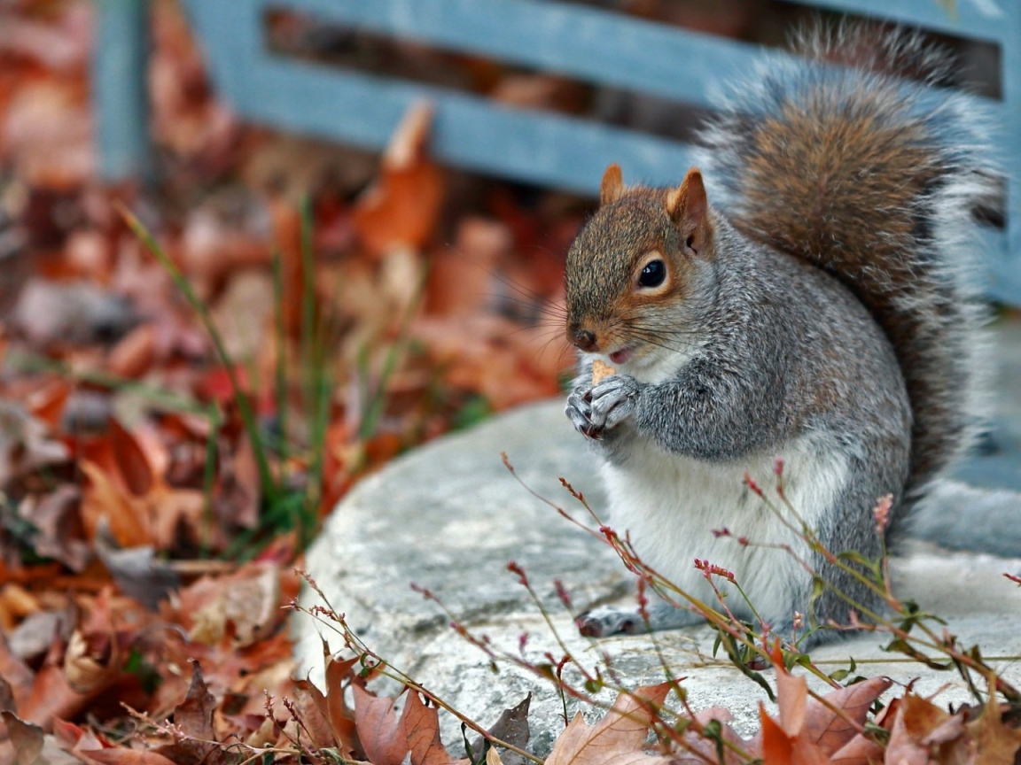 Белочка в осенних листъях