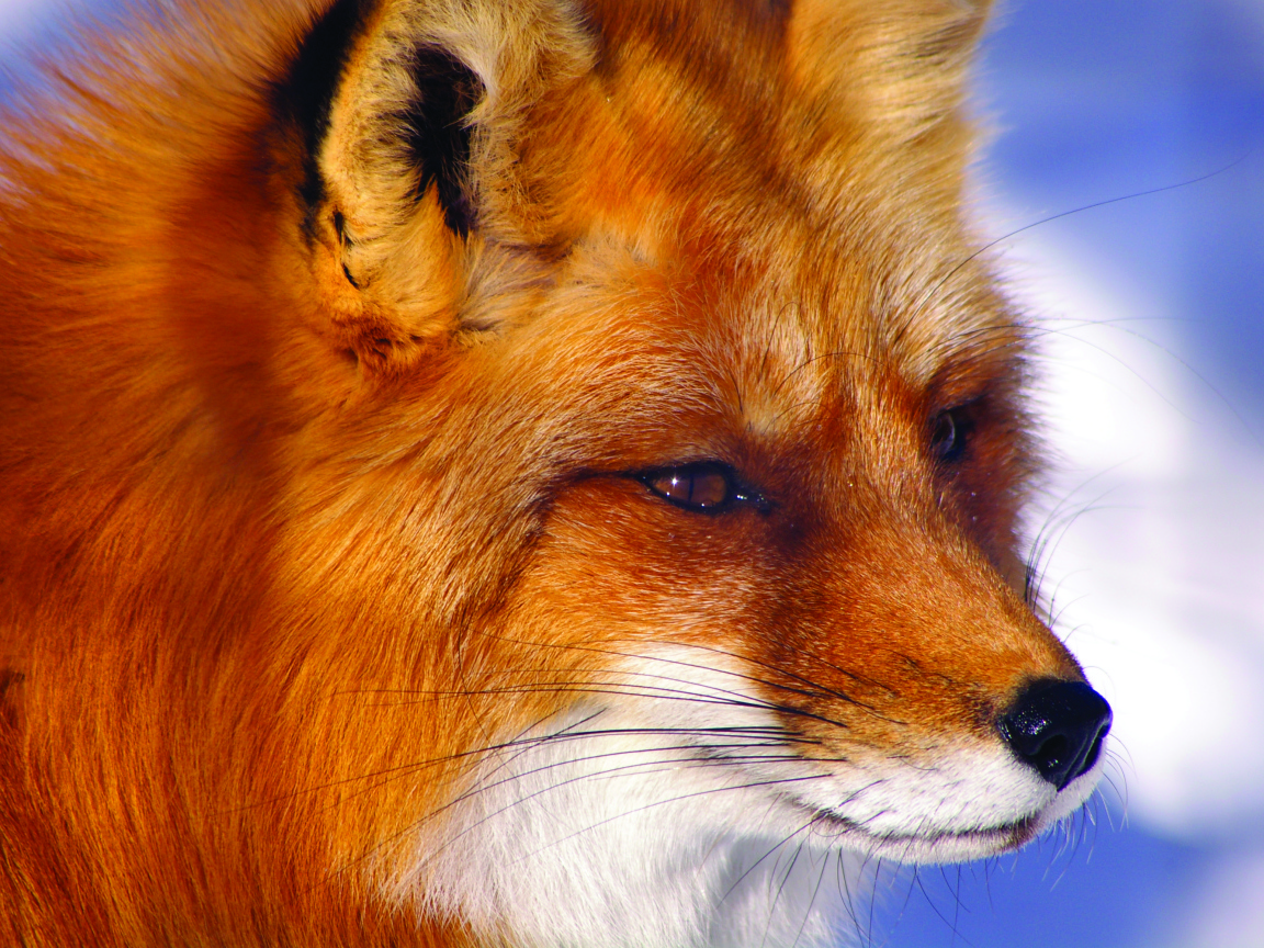 Строгий взгляд лисы