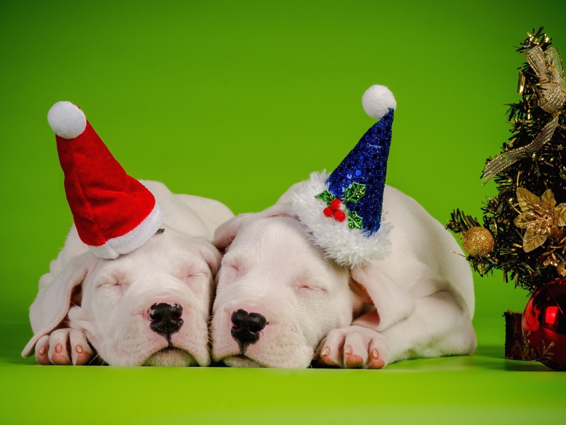 Два новогодних щенка 