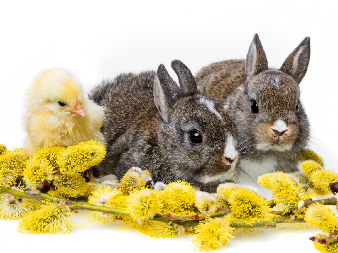 Два кролика и цыпленок