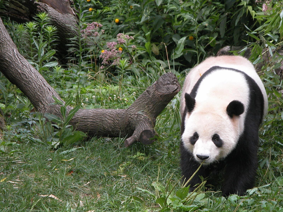 Панда гуляет по лесу