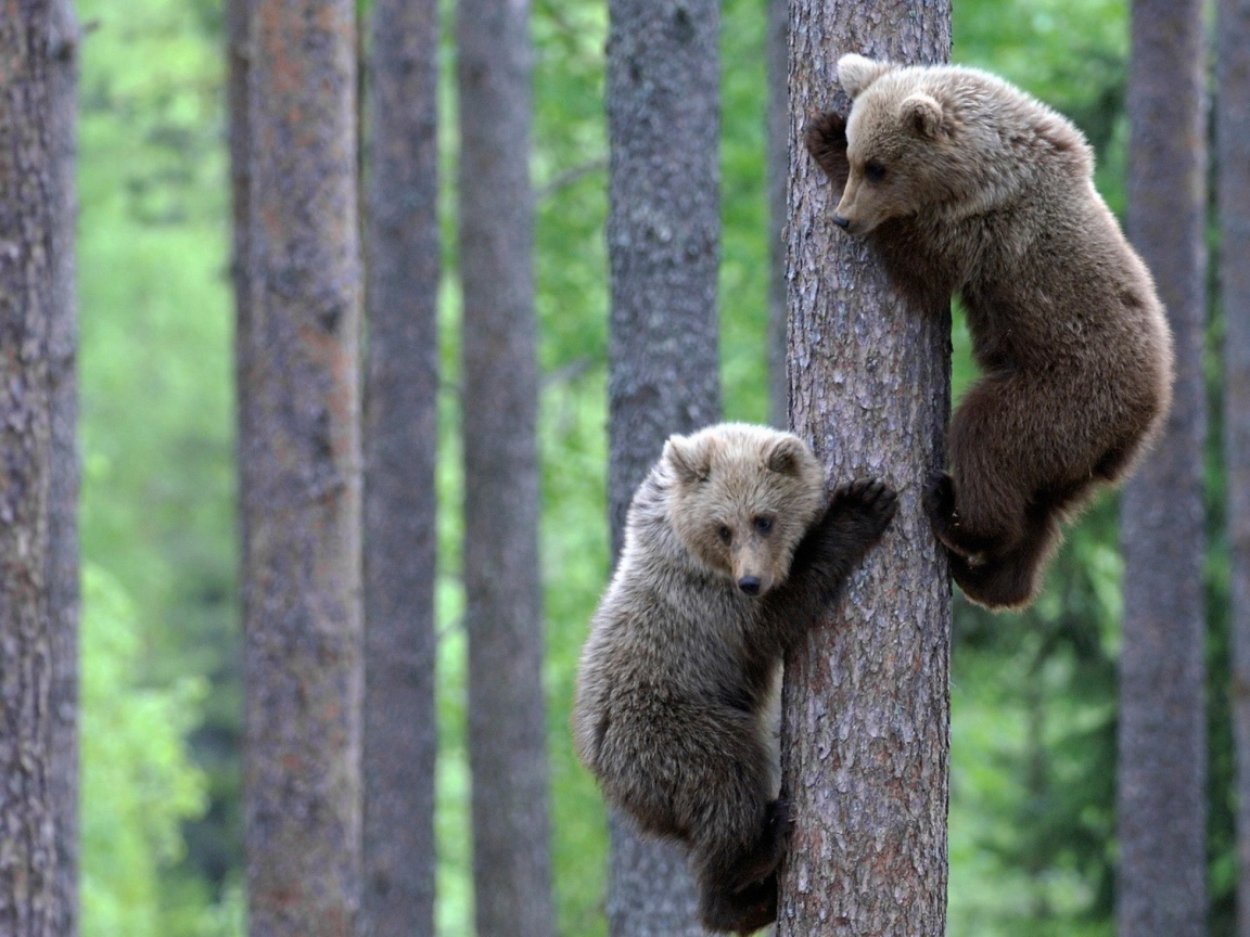 Медвежата залезли на дерево