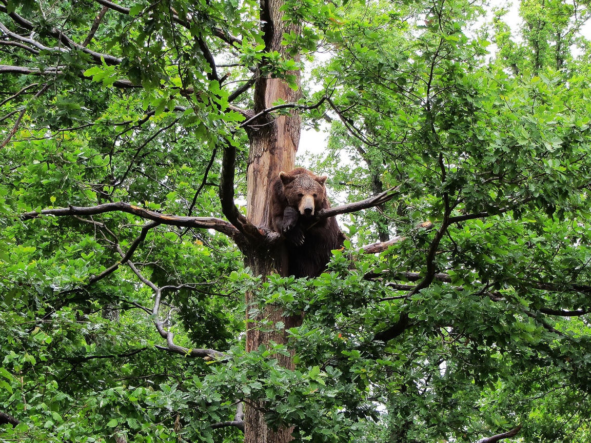 Медведь сидит на дереве