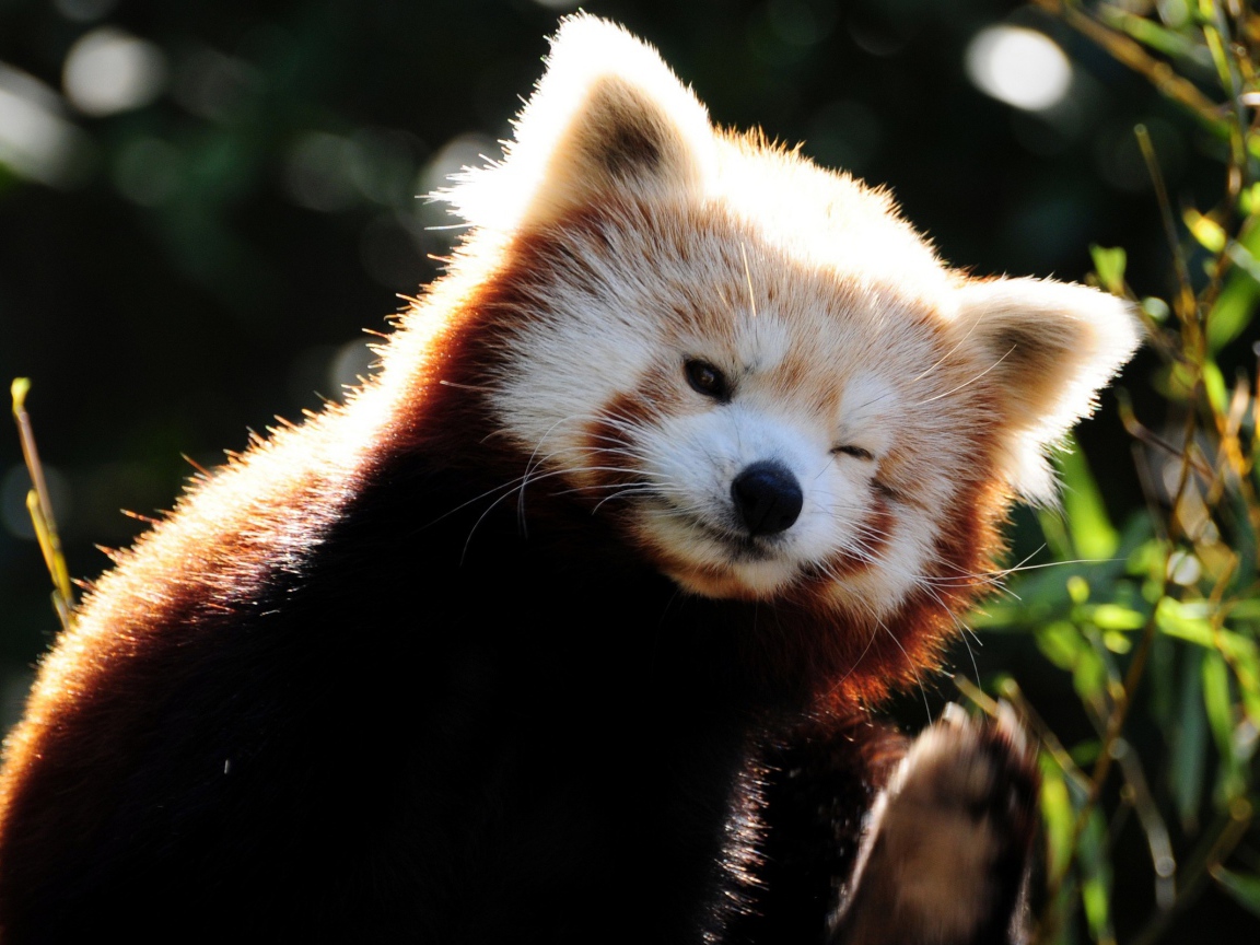 Красная панда подмигивает