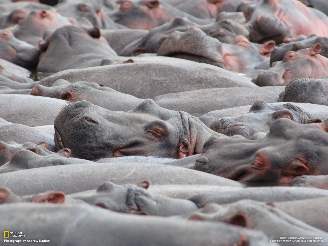Стадо бегемотов