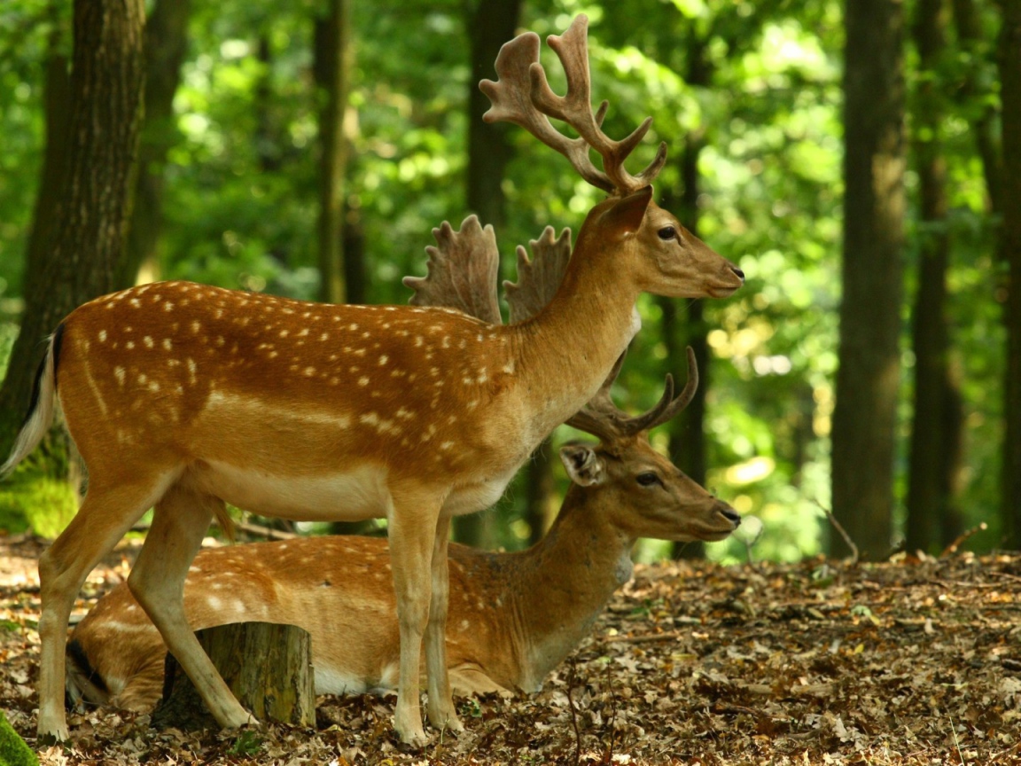 Олени в лесу